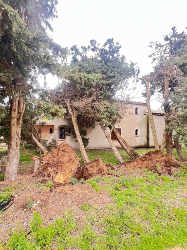 Maison avec des arbres penchés, témoignant d'une récente tempête ou d'une érosion.