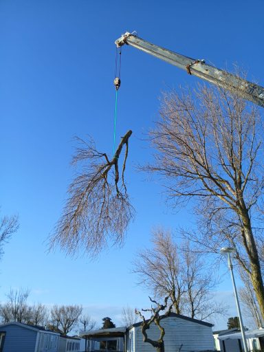 Un arbre en cours de coupe, suspendu par une grue sous un ciel bleu.
