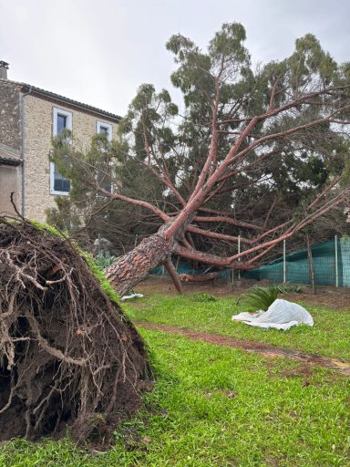 Un arbre déraciné gît sur le sol, près d'un bâtiment et d'une couverture blanche.